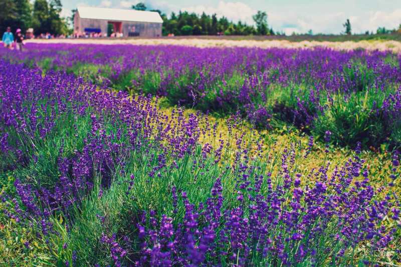 Lavender Plants & Lavender Festivals: Hidden Gem Of Ontario