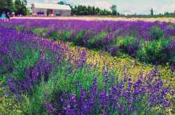 Lavender Plants & Lavender Festivals: Hidden Gem of Ontario