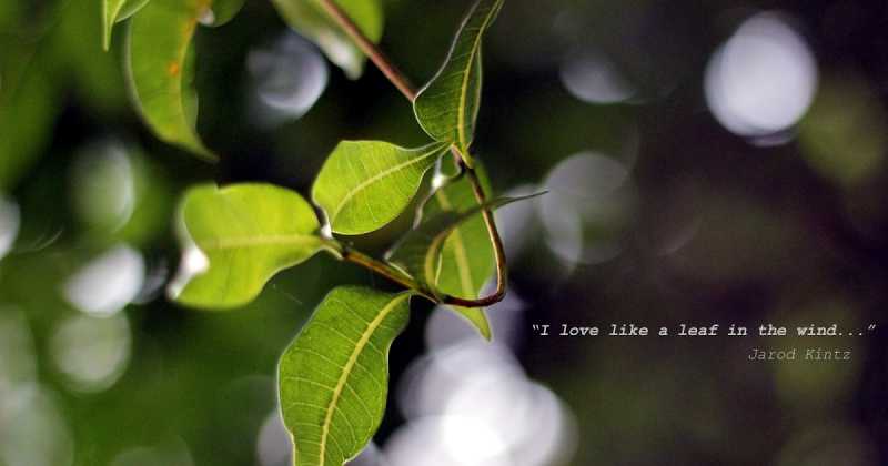 Leaf In The Wind