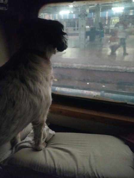 Leah - Four Legged Angel