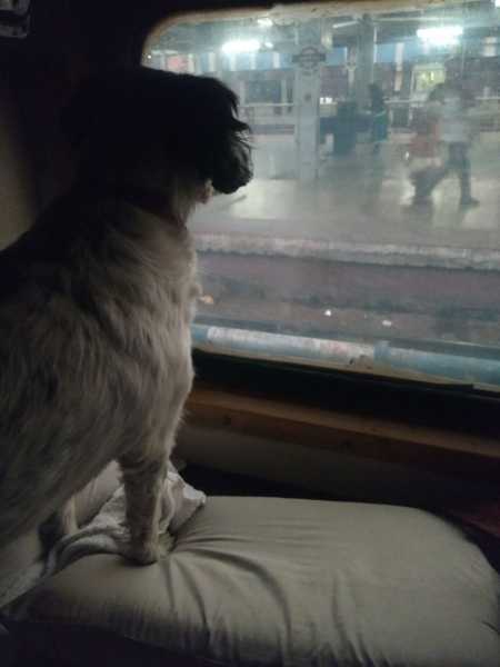 Leah - The Four Legged Angel