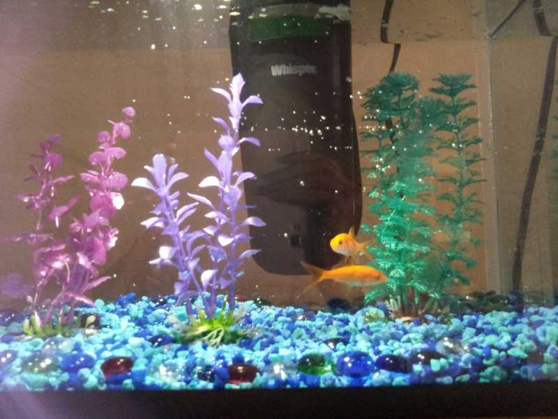 Learnings From My Fish