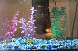 Learnings from my fish