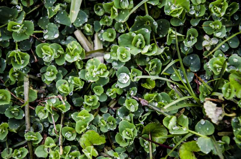 Legend Of The Sleepy Village