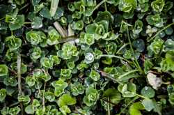 Legend of the Sleepy Village