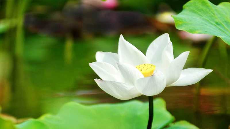 Lemons Or Lemonade ~ Virtual Siyahi