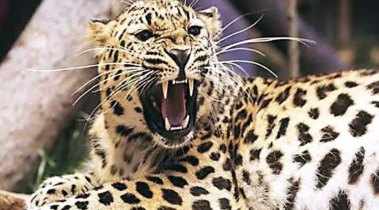 Leopard Safari Parks To Boost Tourism In Southern Areas Of Gujarat.