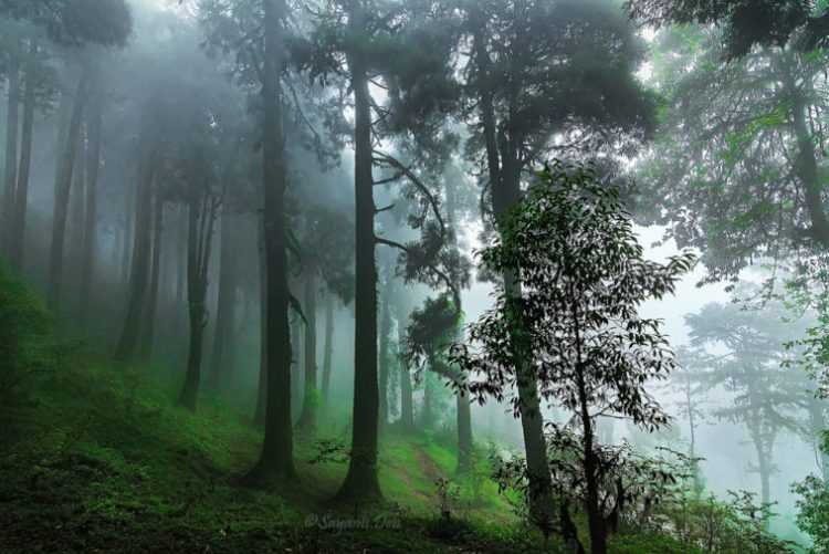 Lepchajagat: The Misty Dreamland Of North Bengal - The Beauty Of Life