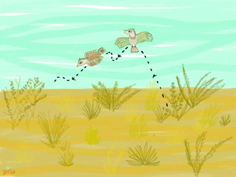 Lessons In Wooing From The Natural World