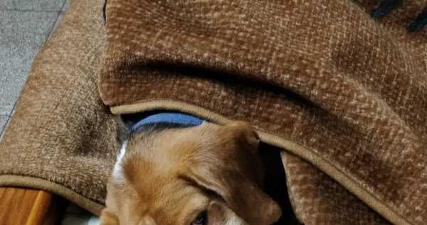 Let Sleeping Dogs Lie #WordlessWednesday 