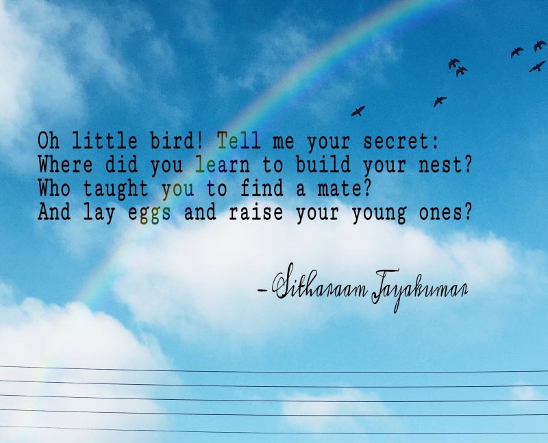 Let The Human Bird Fly - Sitharaam Jayakumar