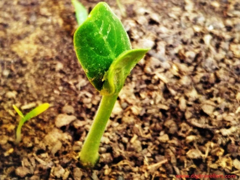 Let Your Dreams Sprout With Your Actions…