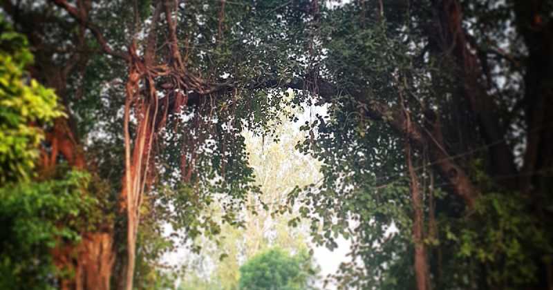 Letter To A Banyan Tree