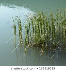 Life Lessons From The Murky Waters