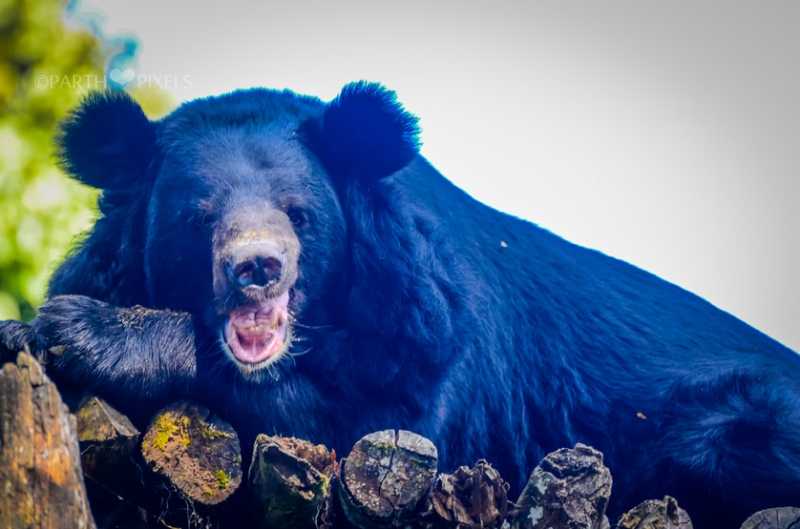 Life Is Like That.... Musing On Life And My Disappearance. - My Petridish