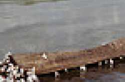 LipikaHalder’s photostream