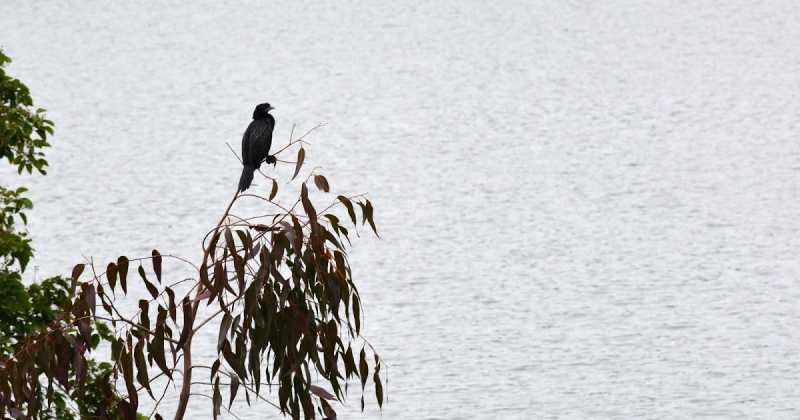 Little Cormorant