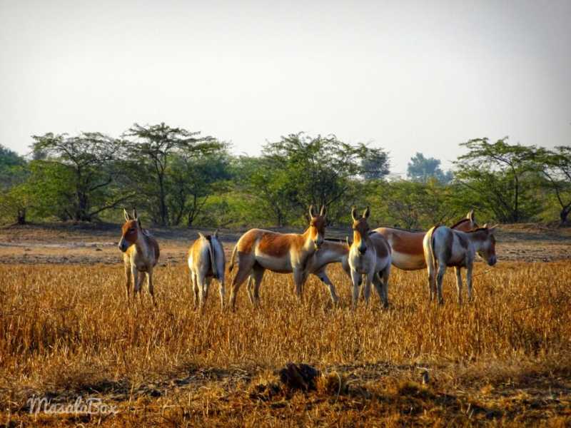 Little Rann Of Kutch - Chasing The Indian Wild Ass