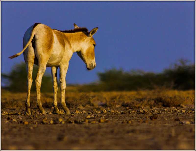 Little Rann Of Kutch (Part 1) ~ Wild Ass Sanctuary
