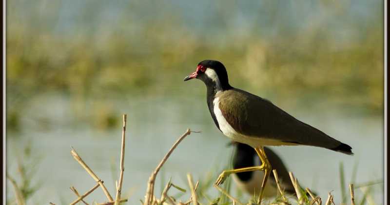 Little Rann Of Kutch (Part 2 ) ~ Birdwatchers
