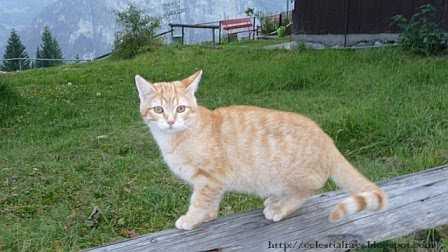 Little Joys Turned Into Mighty Jokes