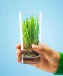 Liver Cleanser: Wheatgrass Juice