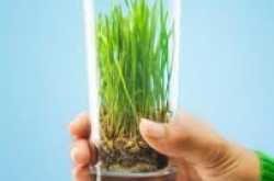 Liver Cleanser: Wheatgrass Juice