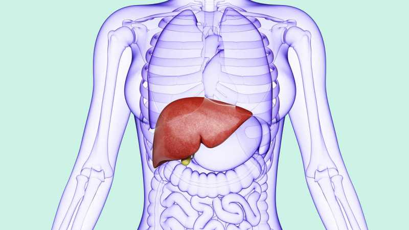 Liver Disease Causes, Treatments, Diet Plan & Benefits Of Livstan Powder - InlifeHealthCare