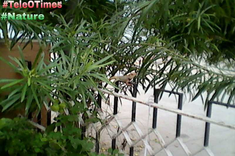 Lizard The Creature Nature