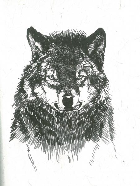 Lobo