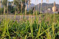 Lockdown In Pictures