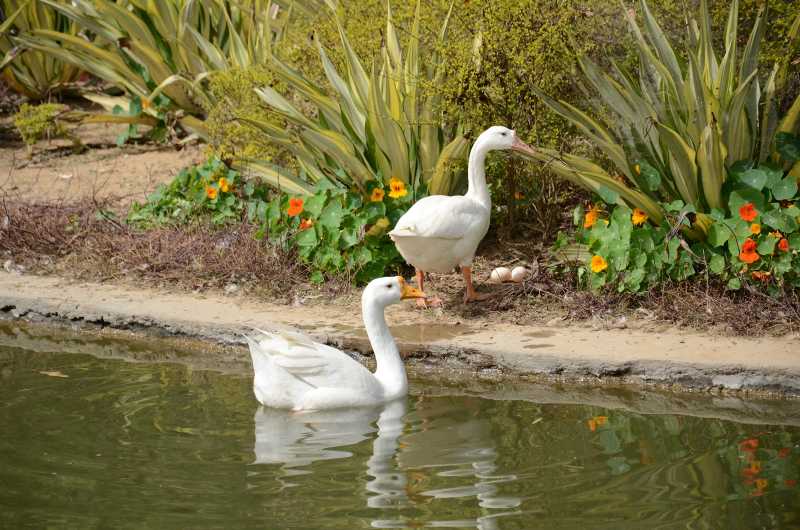 Lodi Gardens, New Delhi (Photographs)