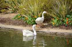 Lodi Gardens, New Delhi (Photographs)