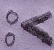 Logo Design For Livehacks.tv