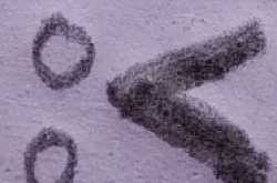 Logo design for Livehacks.tv