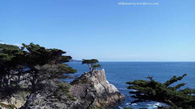 Lone Cypress #ThursdayTreeLove