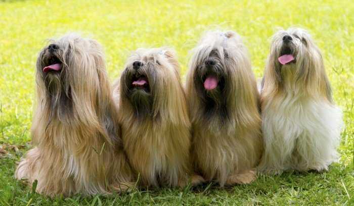 Long Hairy Dogs - 15 (Big, Medium, Small) Lovely Doggie Breeds For Your Family