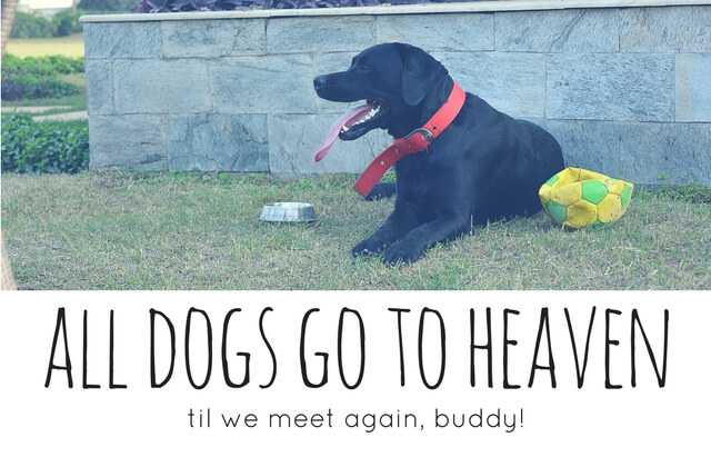 Losing My Dog And Other Things