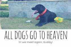 Losing my dog and other things