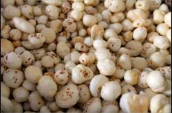 lotus seeds (makhana) - why these white puffs are gems for all mothers - the fit mom project
