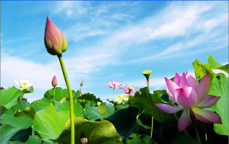 Lotus And Blooming Of Indian Civilization