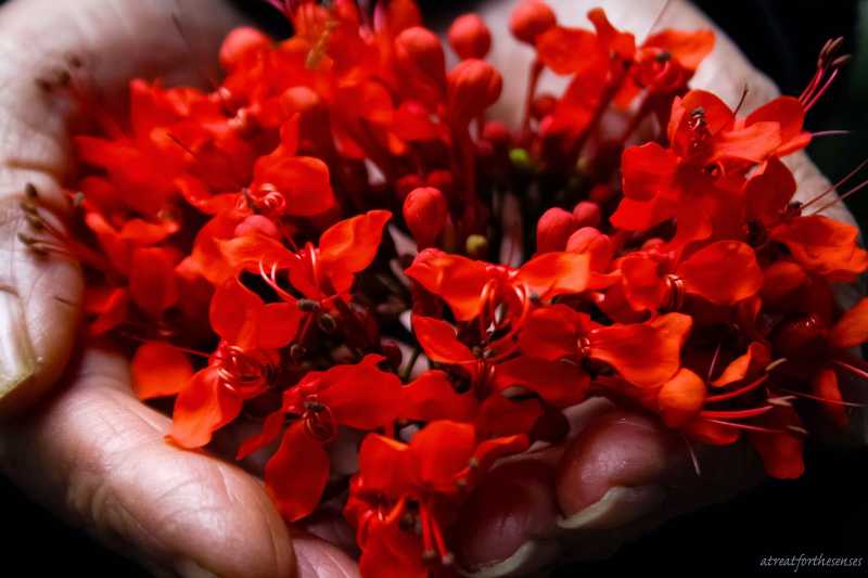 Love, Dreams & A Garden Amidst !