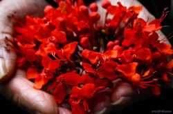 Love, Dreams & A Garden Amidst !