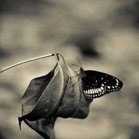 Love... Loneliness... Shame & Sorrow