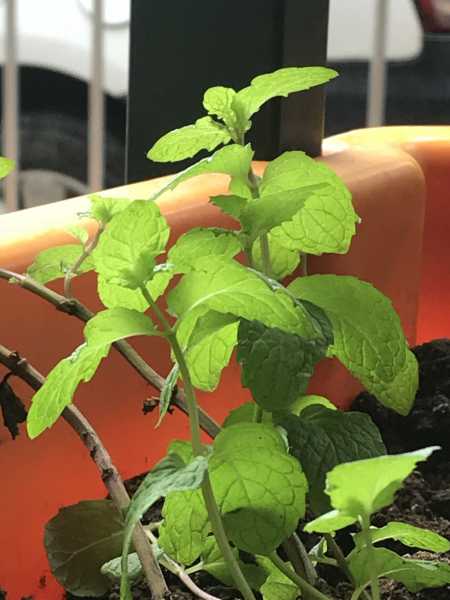 Love, Pyaar, Amor @Bombay To Barcelona Library Café