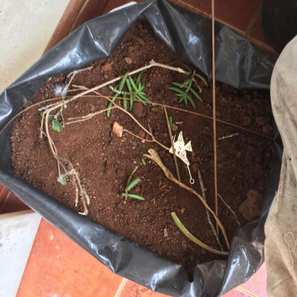 Love In The Times Of Pigeons…