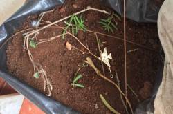 Love in the times of pigeons…