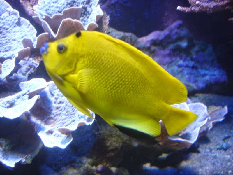 Lovely Lips,Sexy Lips,Blue Lips,