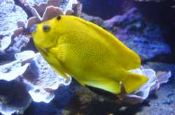 Lovely Lips,Sexy Lips,Blue Lips,