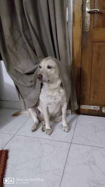 Luci The Dog - Curtain Love